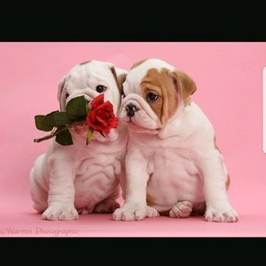 Meet your Posher, Frank